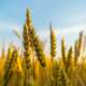 brown grain field