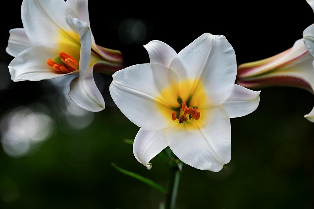 lilies